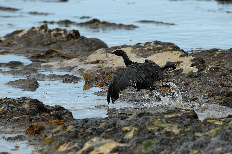 Illustration for article titled Santa Barbara Still Reeling From the Worst Oil Spill in Decades